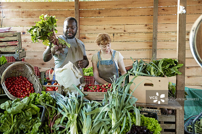 有机农场同事整理收获的农产品图片素材