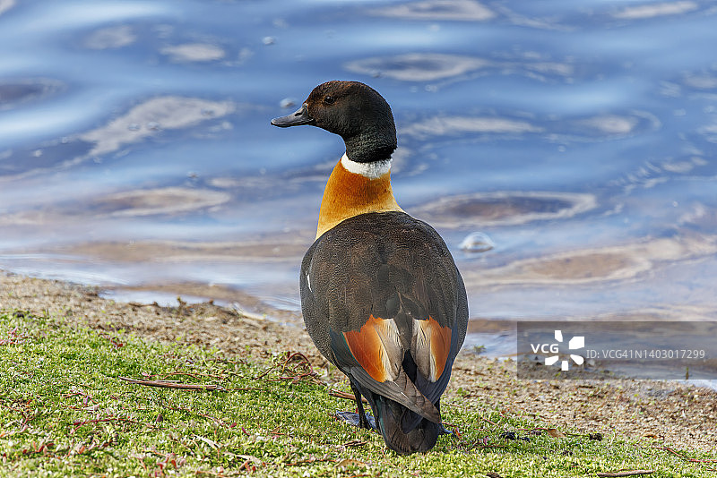 澳大利亚麻鸭图片素材