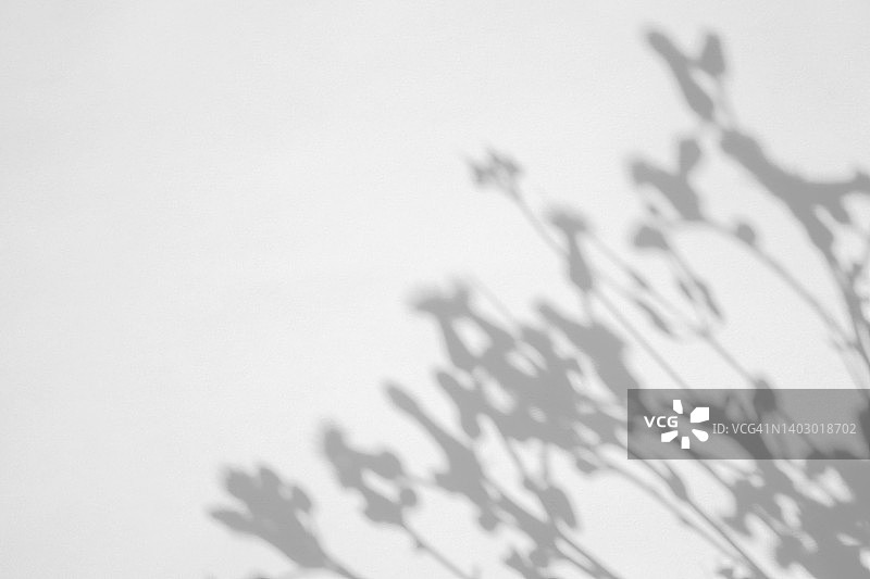 白色墙壁上鲜花和草的灰色阴影图片素材