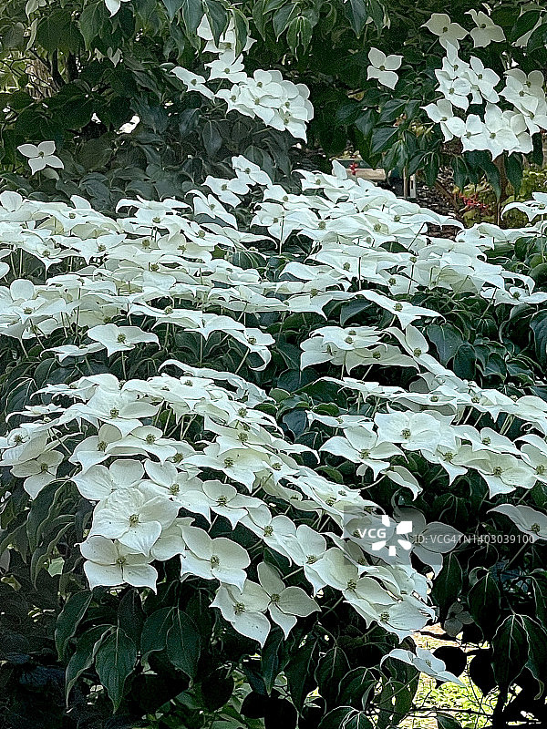 山茱萸树白色花朵特写航拍图片素材