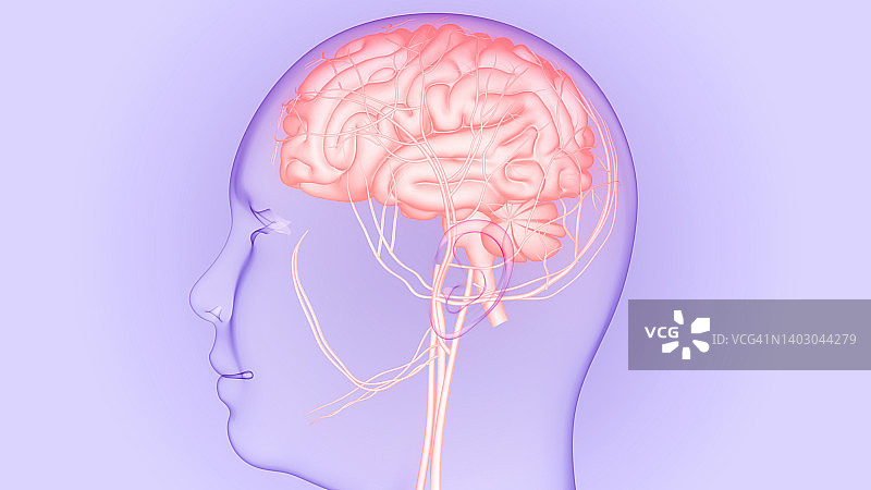 人体神经系统大脑解剖中心器官图片素材