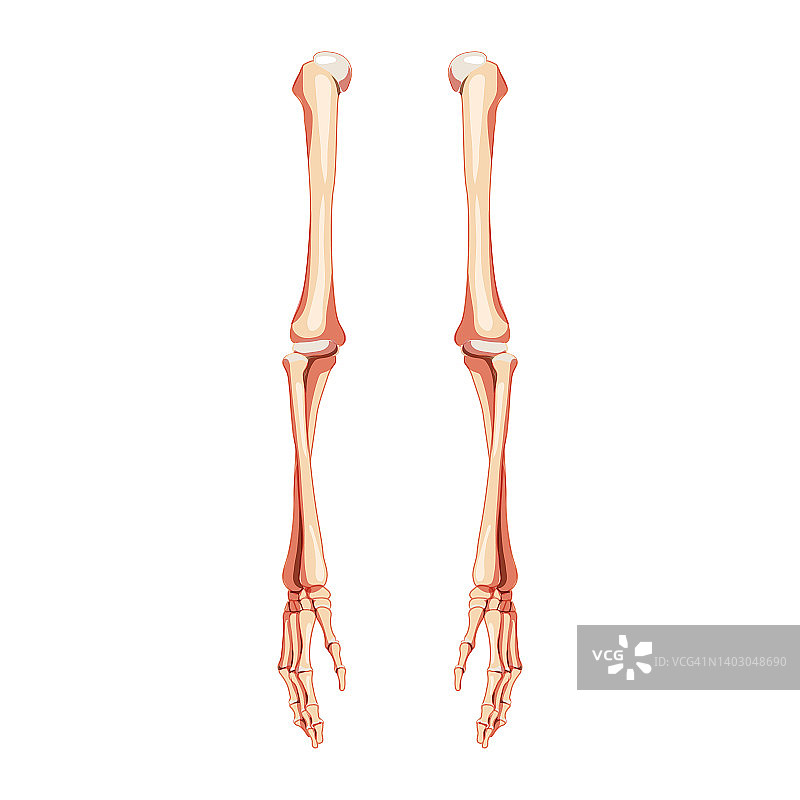 人体手臂骨骼正面图：包含手、前臂、肱骨、尺骨、桡骨、指骨，解剖学上正确且逼真的扁平概念矢量图，独立白色背景图片素材