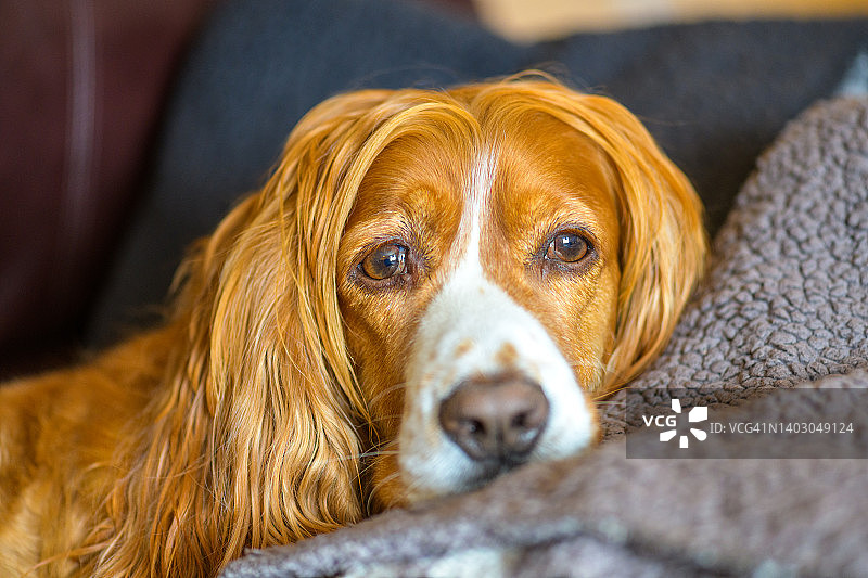 受宠的狗图片素材