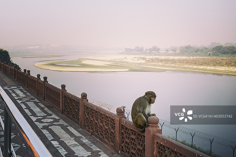 亚穆纳河边的猴子图片素材