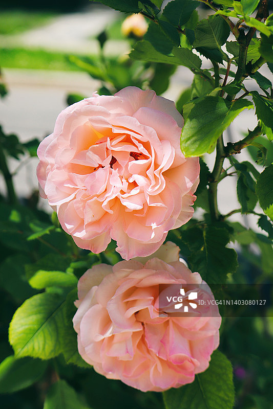 娇嫩的茶香月季图片素材