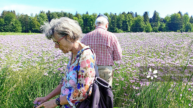 老年夫妇在瑞士阳光明媚的紫色花卉草甸中图片素材