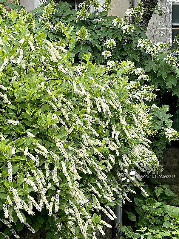 花园里的观赏植物图片素材