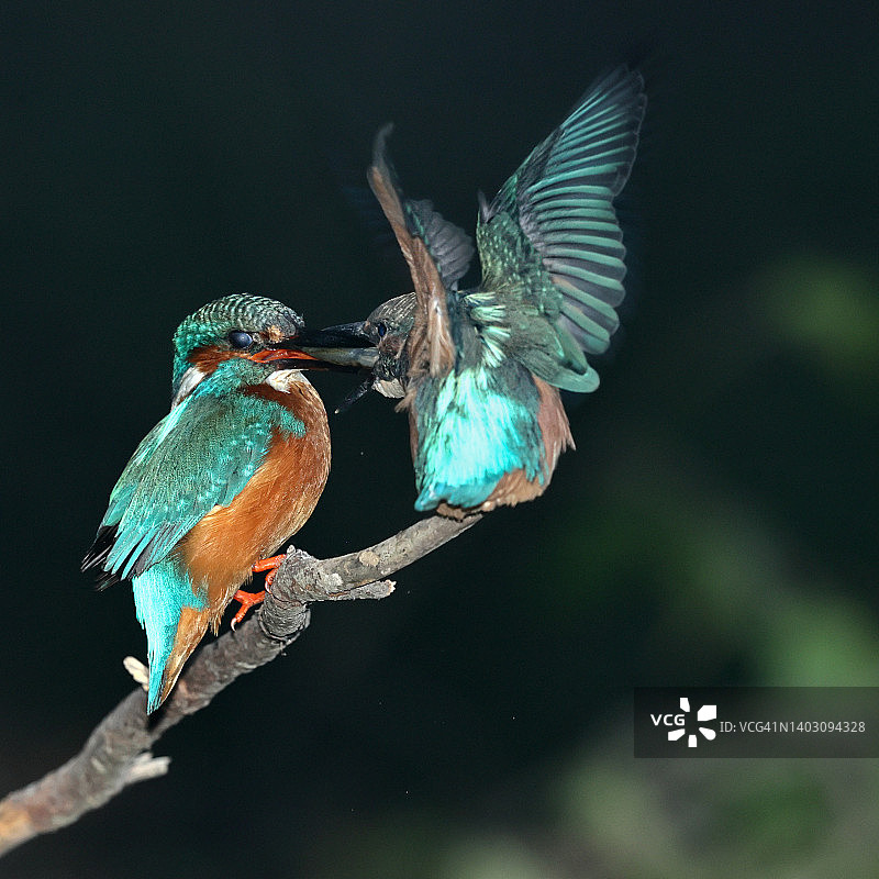 翠鸟喂雏鸟图片素材