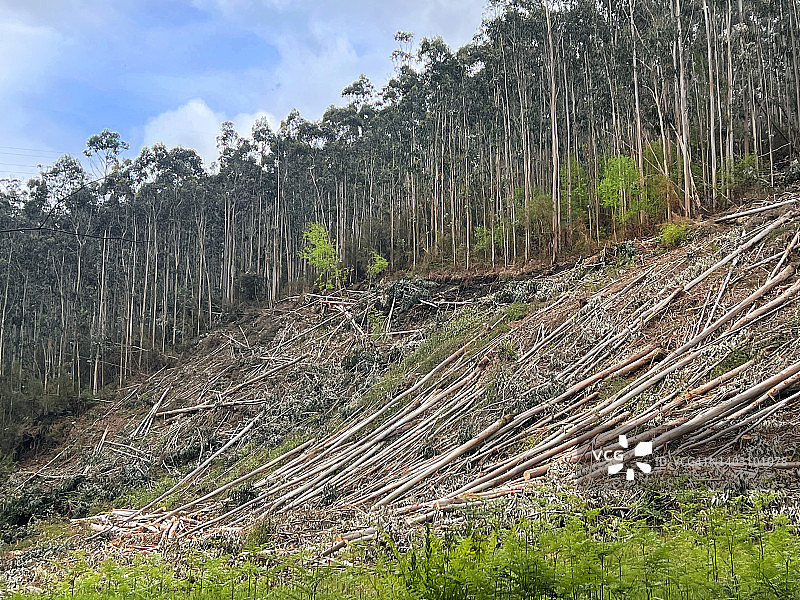 原始森林的砍伐图片素材