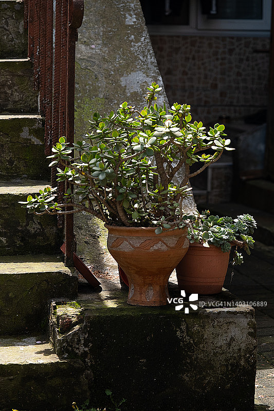 棕色花盆中的景天，立于覆盖苔藓的户外阶梯上，为椭圆形多肉盆栽图片素材