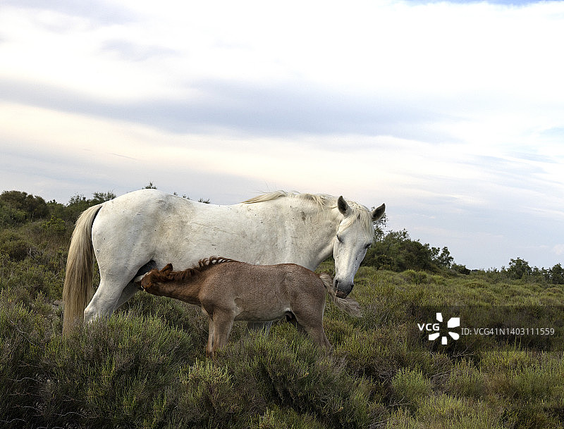 卡马格母马和小马图片素材