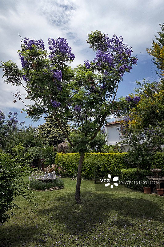 花园里盛开紫色鲜花的树图片素材