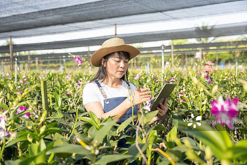在兰花农场工作的亚洲女园丁图片素材