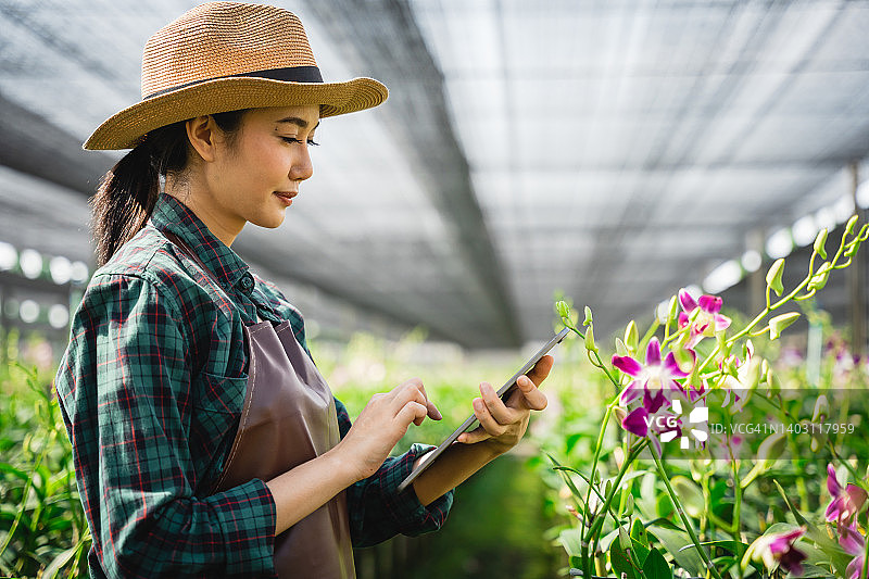 在兰花农场工作的亚洲女园丁图片素材