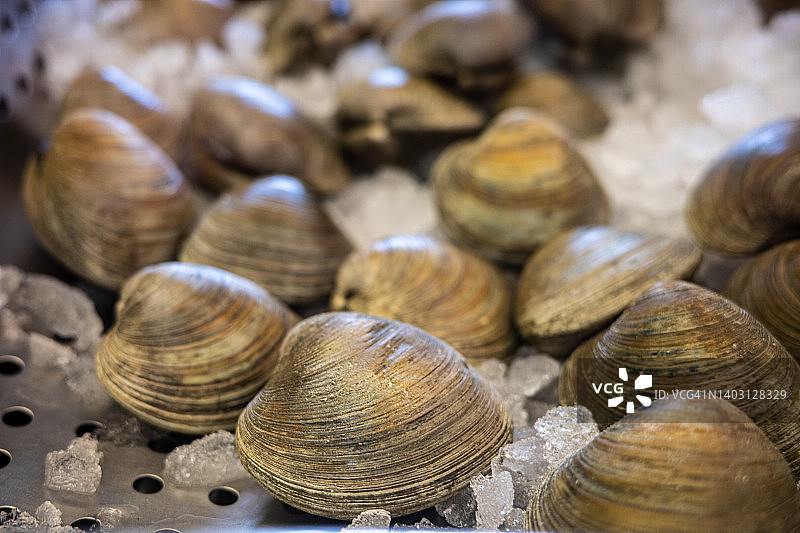 冰上的新鲜蛤蜊堆图片素材