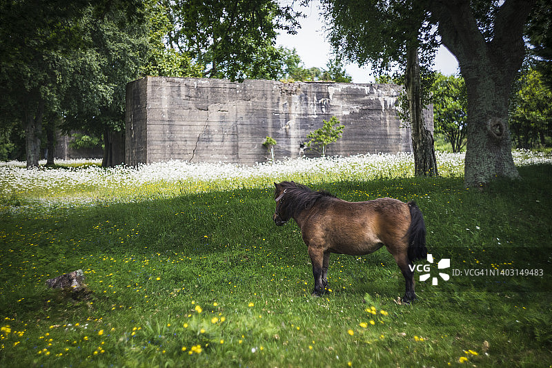 法国诺曼底克拉斯维尔炮台旁的马图片素材
