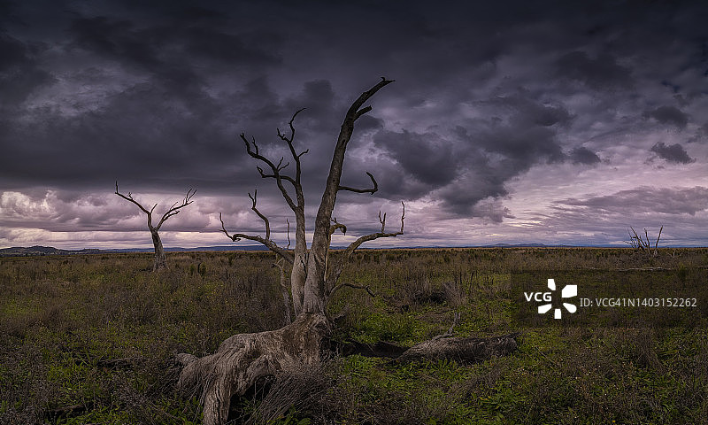 维多利亚州中部旺加拉塔区的温顿湿地图片素材