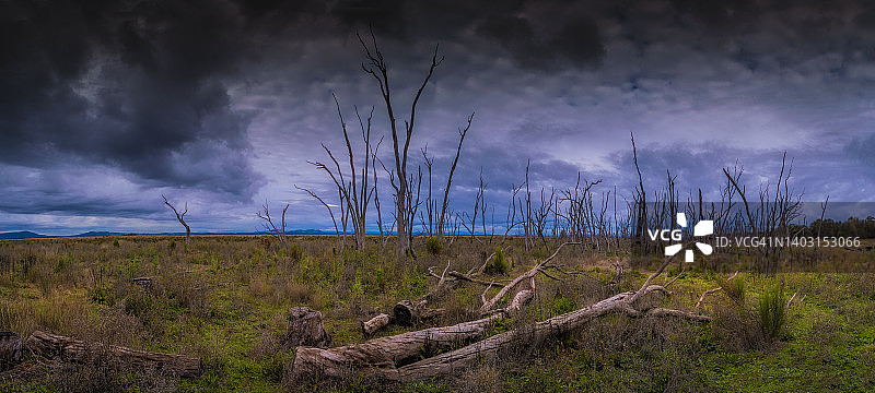 维多利亚州中部旺加拉塔区的温顿湿地图片素材