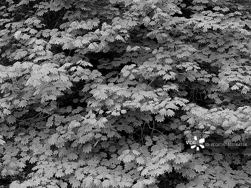 华盛顿州喀斯喀特山脉的槭树黑白照图片素材