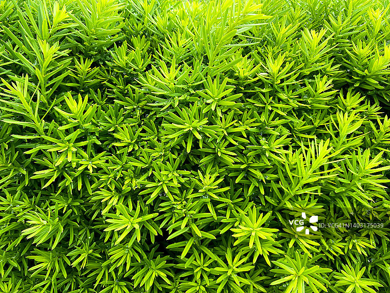 春天新鲜生长的紫杉树篱的完整框架背景图片素材