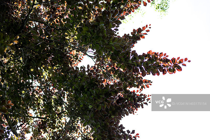 春季山毛榉树下的叶子图片素材