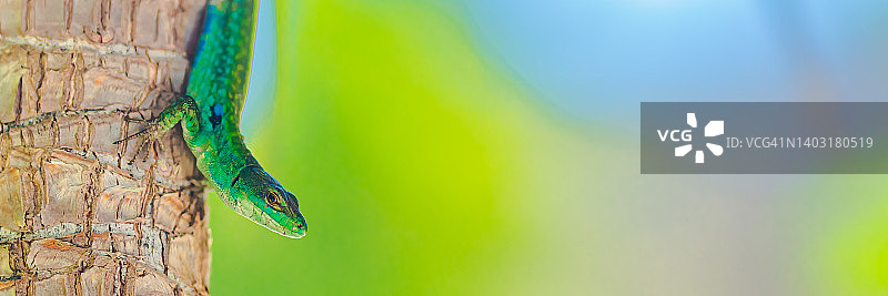 树上的绿蜥蜴，夏季热带背景图片素材