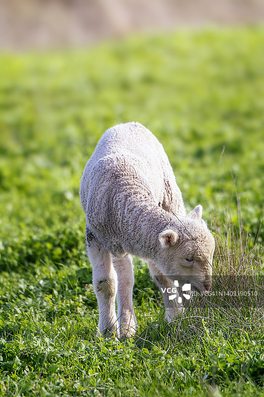 牧场里的美利奴羊图片素材