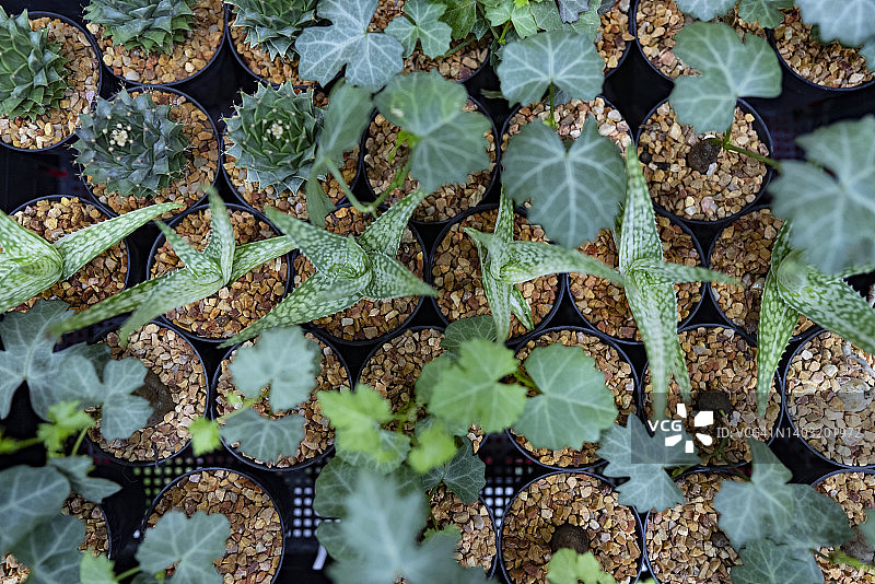 迷你盆栽仙人掌高角度视图图片素材