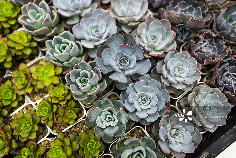 多肉植物和仙人掌的精美俯视图图片素材