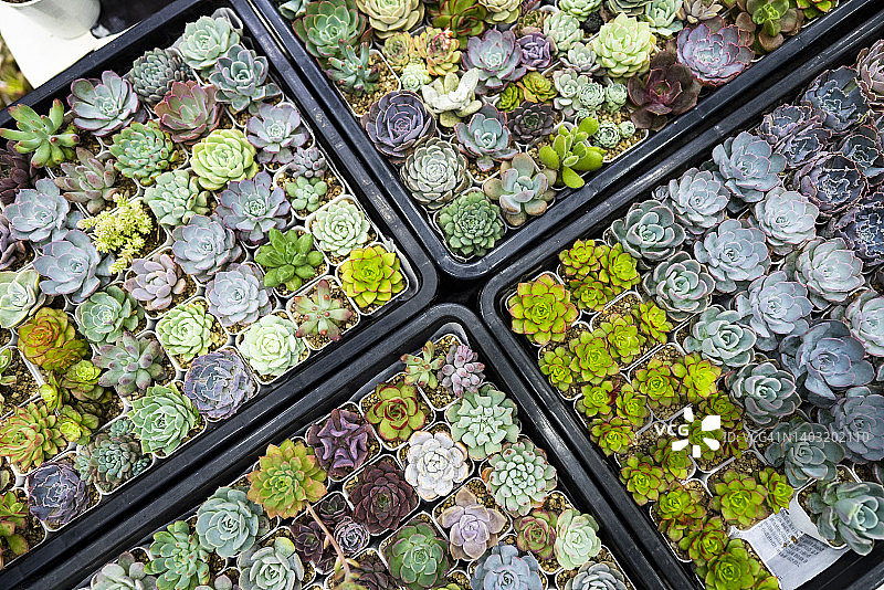 多肉植物和仙人掌的精美俯视图图片素材