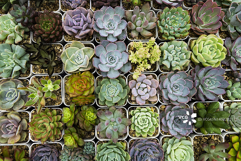 多肉植物和仙人掌的精美俯视图图片素材