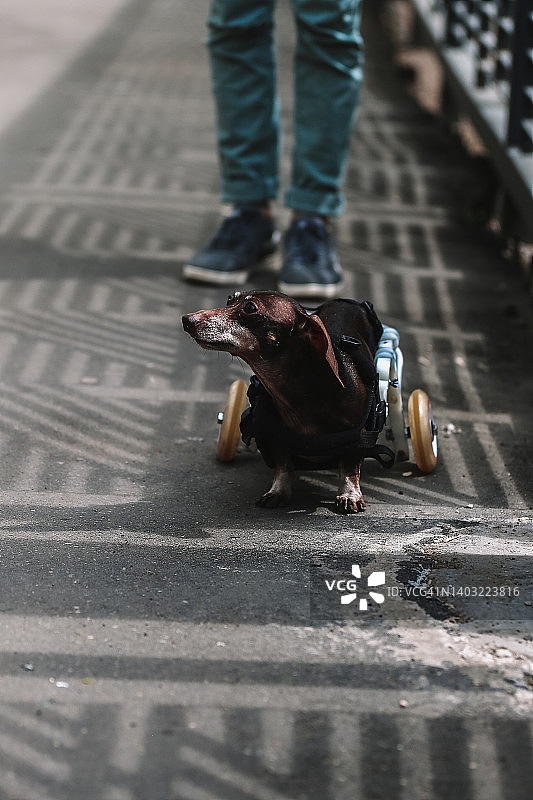 坐轮椅在沥青人行道上行走的残疾腊肠犬图片素材