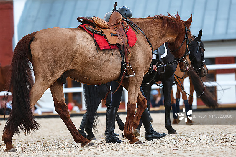 马厩里行走的马匹侧面图图片素材