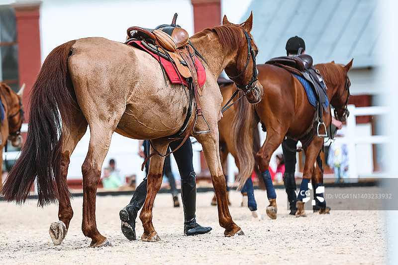 马匹在马厩里走动图片素材
