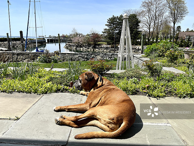 沐浴在阳光下的狗图片素材