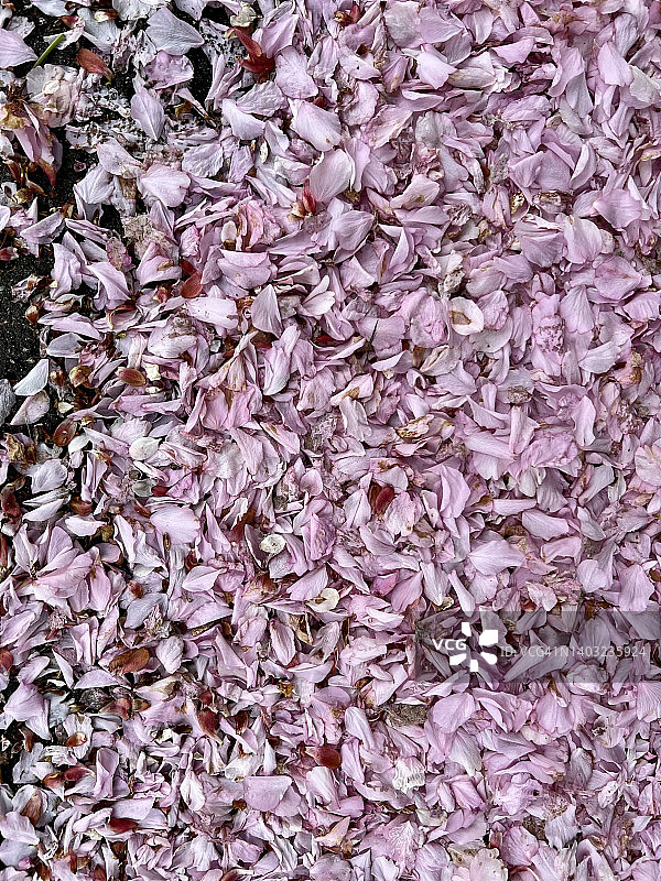 地面上的花瓣图片素材