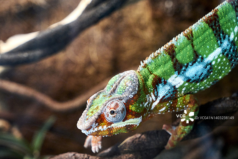 树枝上的变色龙图片素材