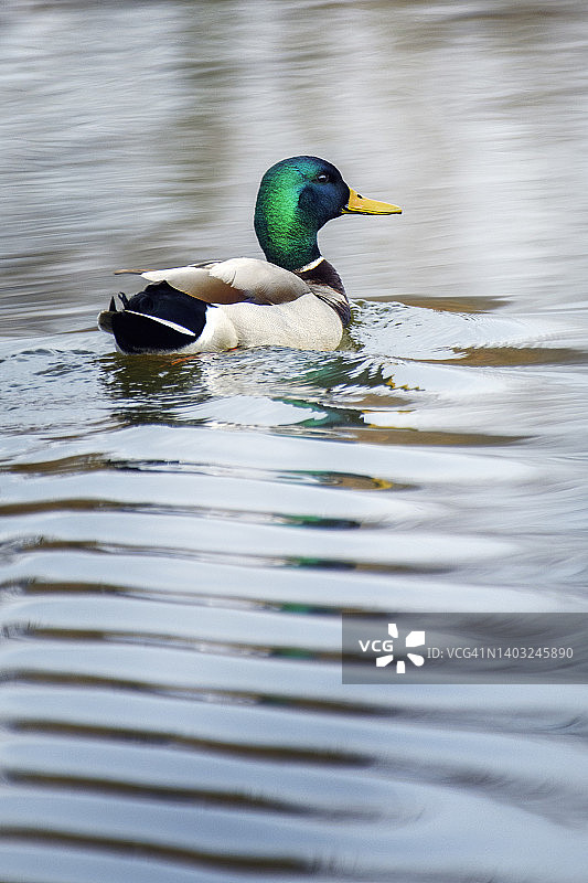 宾夕法尼亚州唐宁敦水中倒影的绿头鸭（雄性）图片素材
