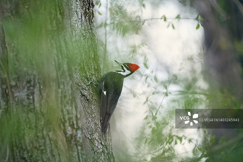 宾夕法尼亚州绿叶背景下的鲜艳颜色和啄木鸟图片素材