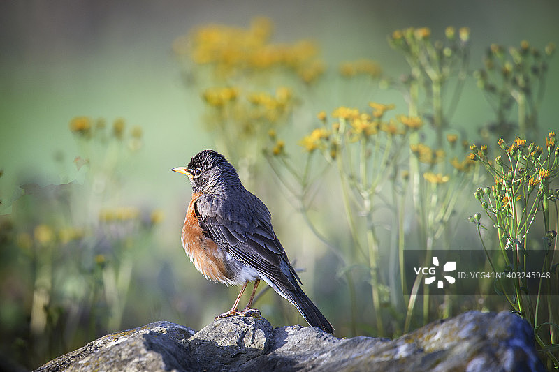 宾夕法尼亚州知更鸟在黄色花朵上的迷人光线图片素材