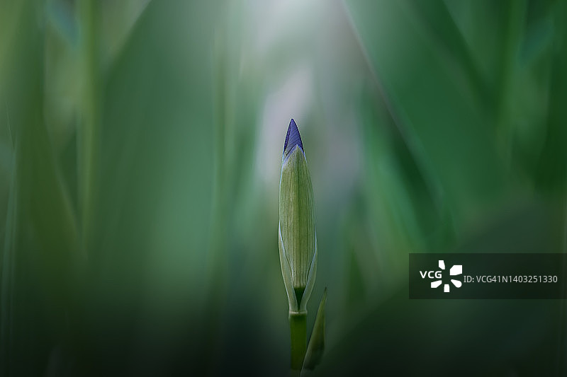 不同生长阶段的鸢尾花蕾的正面照图片素材