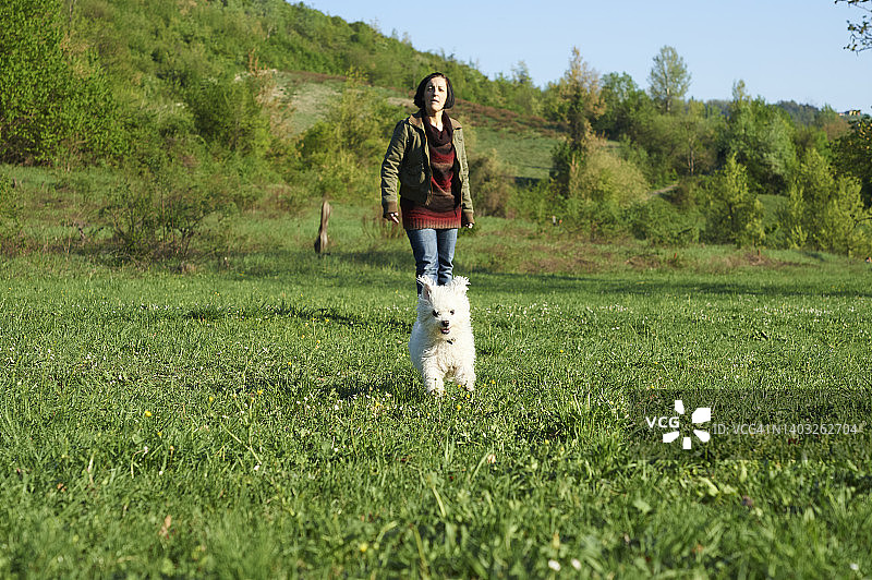 白色小狗在公园里奔跑，去捡女主人扔的木头图片素材