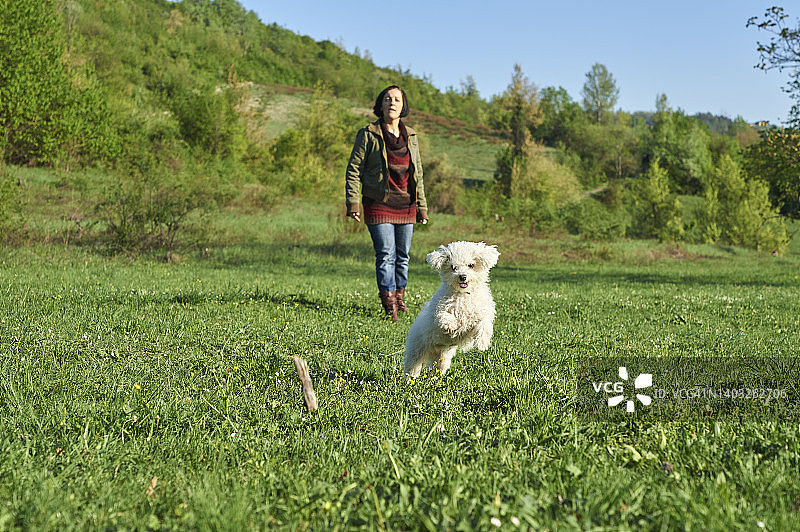 白色小狗在公园里奔跑，去捡女主人扔的木头图片素材