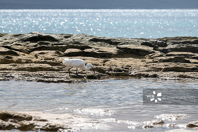 在潮间带岩石觅食的小白鹭图片素材