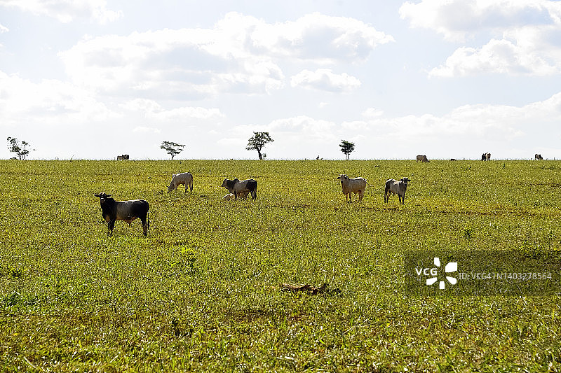 巴西农场的图片图片素材