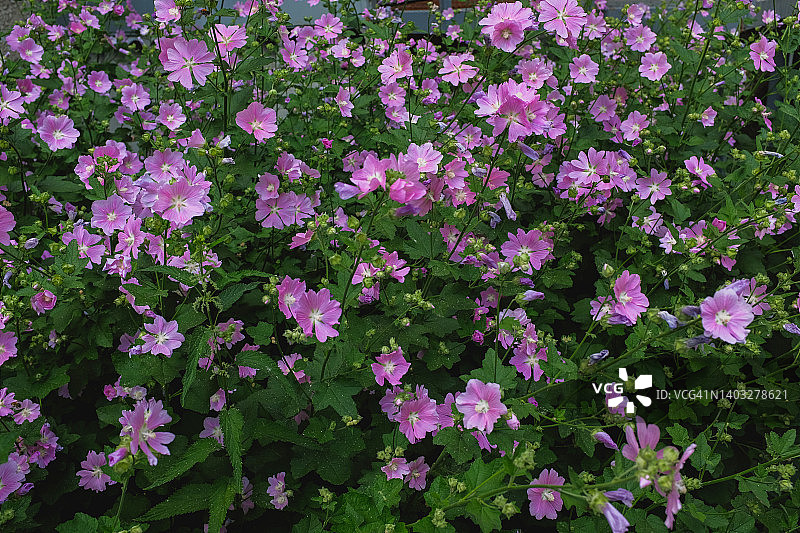 阳光明媚的夏日，绿草中盛开的粉色或紫色野花图片素材