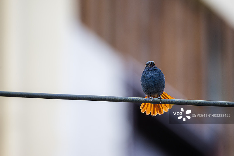 雄性灰背燕尾图片素材