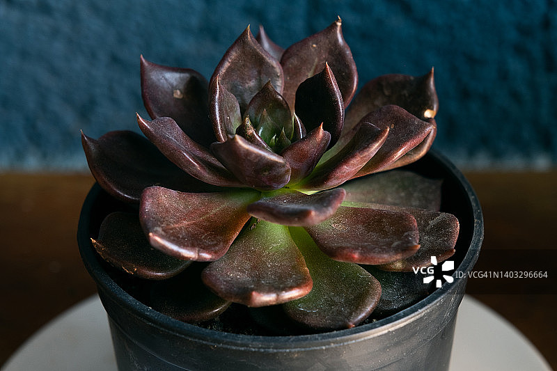 窗台上的花盆景天或石莲花：家居内饰细节图片素材