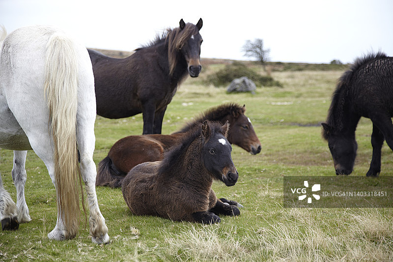 一群达特穆尔矮种马在田野里图片素材