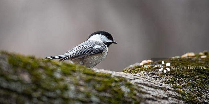 黑顶山雀图片素材